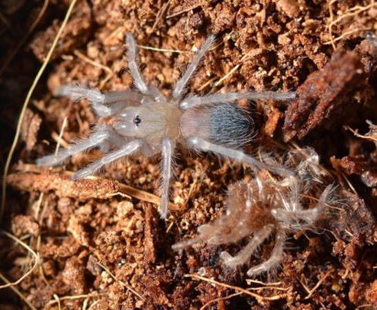 $5 PET TARANTULAS Curly Hair Tarantula Slings (0.25/0.50in) 1