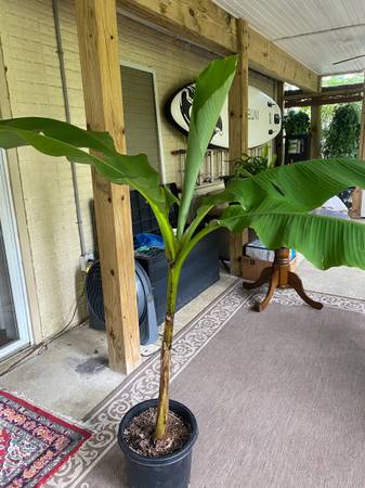 BANANA PLANT, Hardy in this climate, LARGE 1