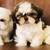 Shih tzu 5 thumbnail