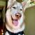 Rehoming Siberian Husky 3 thumbnail