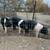 Hampshire boars, gilts 3 thumbnail