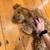 Dog walking for your furry friends 8 thumbnail
