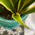 Happy Healthy Snake Plant in Turquoise Blue Ceramic Container 8 thumbnail