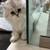 Sweet 8 weeks old scottish kitten looking for a loving home 2 thumbnail