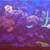 saltwater fish,live rock, live corals 7 thumbnail