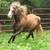 FOR ADOPTION - Heartland Equine Rescue -11yr Rocky Cross Pony 2 thumbnail