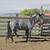 2 yo blue roan filly / Horse 5 thumbnail
