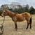 buckskin mare 2 thumbnail