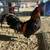 Rooster for sale 4 thumbnail