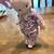 Vintage Kewpie doll 16" 2 thumbnail