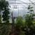 End of Season Greenhouse Kit Sale. Every frame has a 10 Yr Warranty! 14 thumbnail