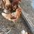 Red Sex Link Pullets 4 thumbnail