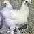 Silkie roosters 2 thumbnail