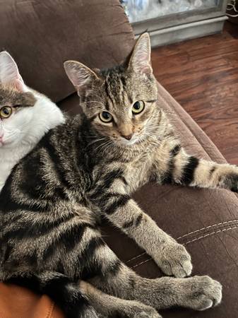 2 kittens looking for new home (Theodore AL)63920391377922123