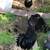Chicks ayam cemani 12 thumbnail