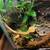 Crested Geckos 2 thumbnail