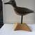 Exquisite Carved Sandpiper Decoy By Andy Pouch 1 thumbnail