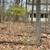 general tree services emergency tree services 7 thumbnail