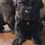 Beautiful Cane Corso 1 thumbnail