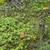 1.05 Acre lot on Brown's Lake Rd 6 thumbnail