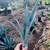 RARE AGAVE TEQUILANA BLUE WEBER AGAVE AZUL 4 thumbnail