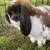 Holland Lop Bunny Rabbit  -  Flopsy 3 thumbnail