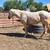 Appendix Filly 1 thumbnail
