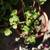 Ruby Red Geranium in a Reconditioned Terra Cotta Pot 2 thumbnail