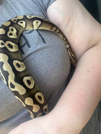 Female ball python (Tea)63816966635393121