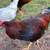 Rooster needs a new flock 8 thumbnail