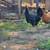 Free Rooster 1 thumbnail