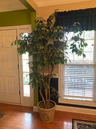 Large Ficus Tree 1