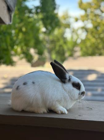 Bunny/Ribbit Male (Sacramento)63679272539521121