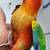 parrot Amazon parrot 11 thumbnail