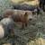 Feeder pigs 1 thumbnail