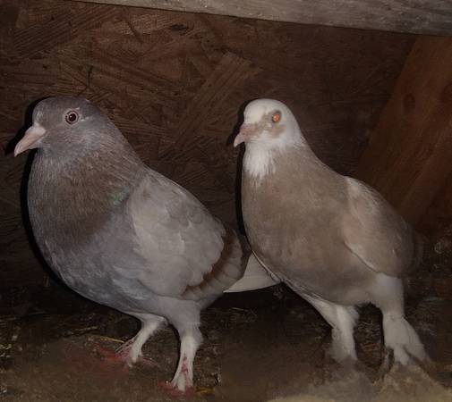 Roller pigeons 1