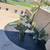 Tree & palm services, yard clean ups, artificial grass & pavers 12 thumbnail