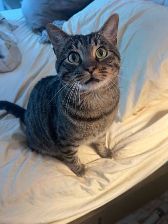 ¡GATO MUY DULCE NECESITA HOGAR! (Cathedral City)63658067213571121