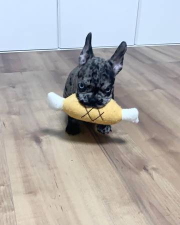 Male French Bulldog 1