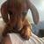 dachshund 3 thumbnail