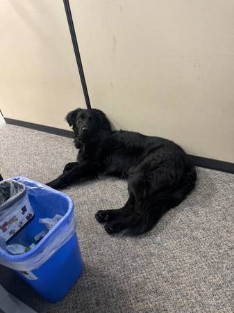 German Shepherd Mix-Loving, Energetic and Protective 1