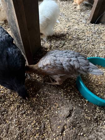 Chickens available 1