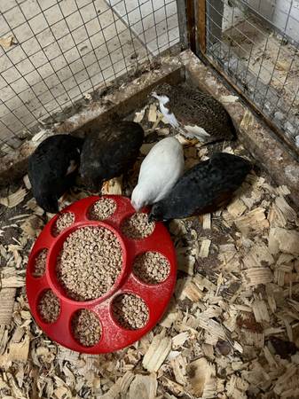 Button quail (Denver)63921243408514120