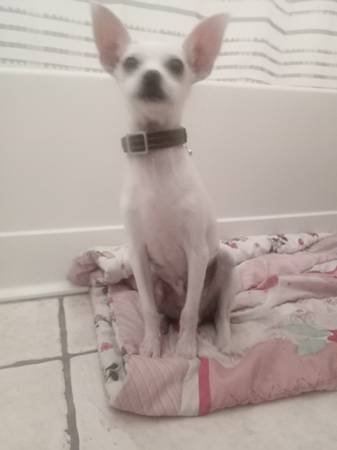 Prancer el amigable Chihuahua (avenida 99 y Camelback)64300239805315121