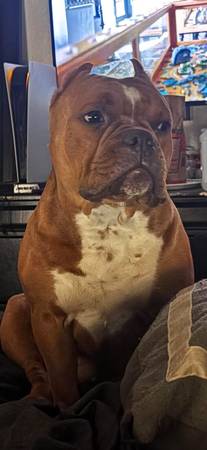 Macho puro de 5.5 semanas de edad, pocket bullies63873027629313121