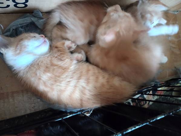 7 Week Old Kittens Orange Tiger Tabby Playful Dewormed Re Homing Fee (Union Miles)63871911066627120