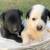 German shepherd mix puppies 3 thumbnail