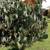 Bismarck seeds/seedlings, Royal Palm, Cabbage palm seedlings and more 8 thumbnail