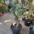 Boxing glove, cactus or Cylindropuntia Fulgida 2 thumbnail