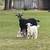 2 nanny goats & 1 doeling 1 thumbnail